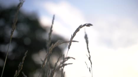 A-blade-of-grass-in-sunset