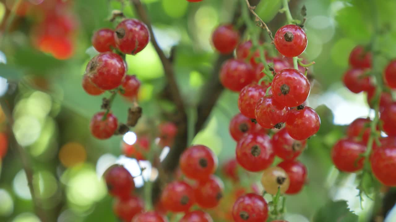 가지 에 어져 있는 은 수박 의 익은 맛 있는 열매