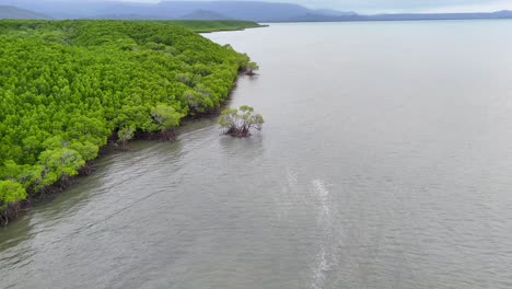 drone footage captures lush mangroves and tidal waters near port douglas, showcasing vibrant greenery and serene coastal landscapes