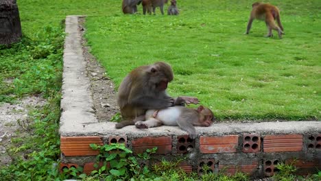 monkey family, mother clean baby