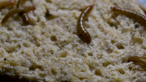 The-Mealworm-is-a-species-of-Darkling-Beetle-used-to-feed-pets-like-fish,-snakes,-birds,-and-frogs