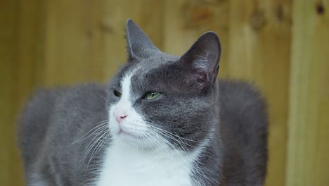 gato doméstico gris y blanco con ojos verdes