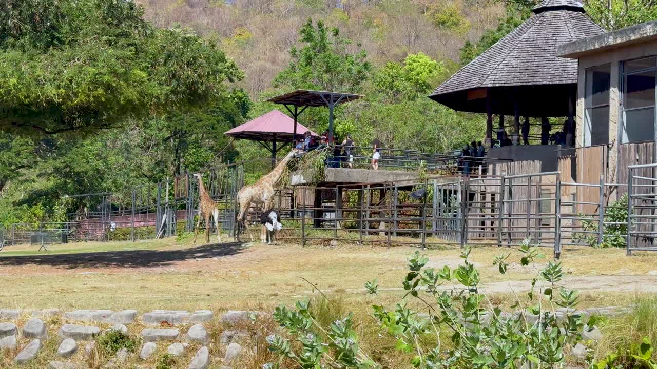 Giraffe exploring zoo enclosure in Chonburi, Thailand