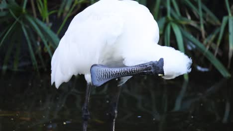 royal spoonbill preening feathers near water