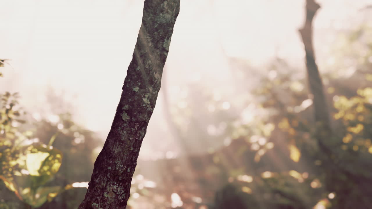 숲 을 가로질러 빛나는 빛