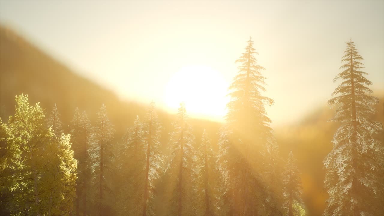 따뜻한  ⁇ 빛으로 해가 뜨면 소나무 숲