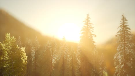bosque de pinos al amanecer con cálidos rayos de sol