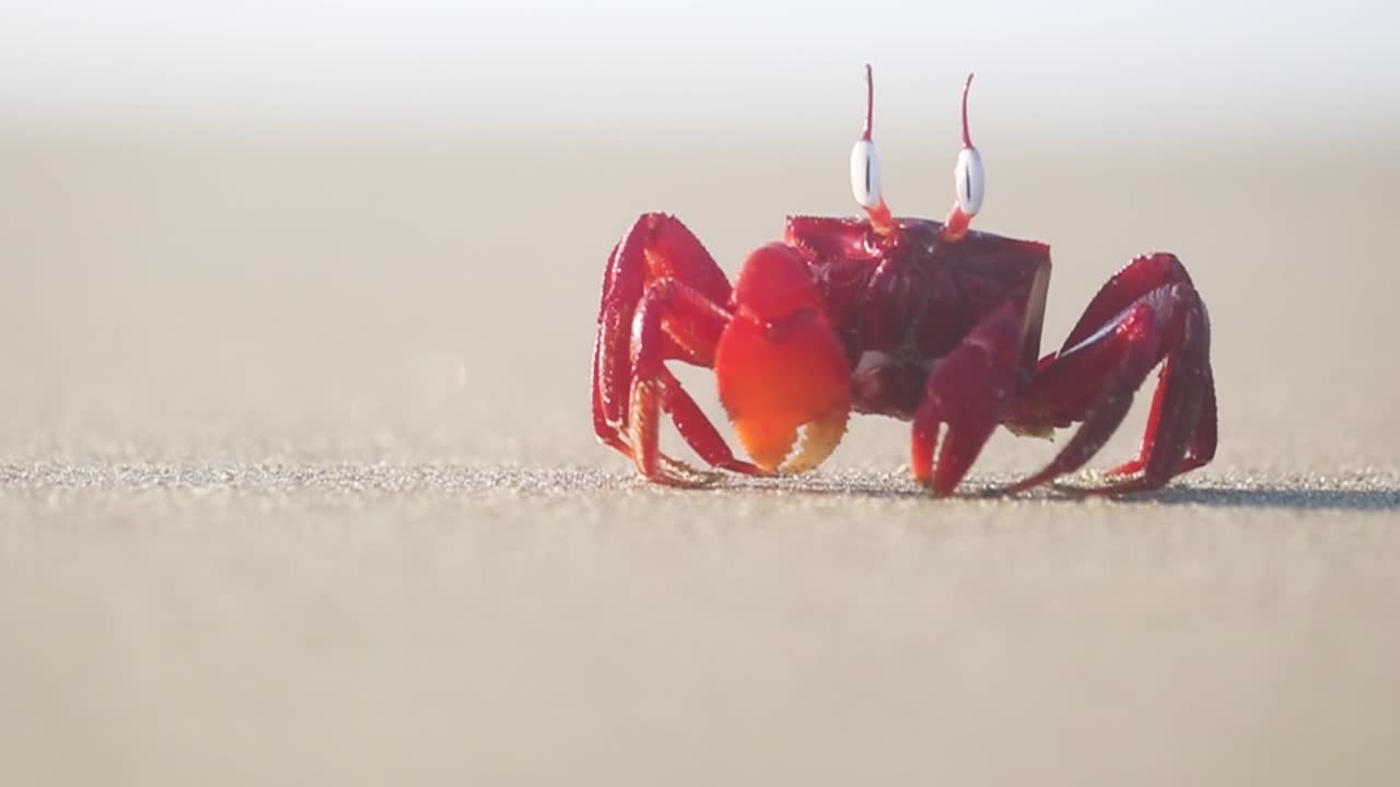 유령 게는 해변에서 총에 셔플, 필드의 근접 촬영 얕은 깊이