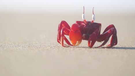 ghost crab shuffling into shot on beach, closeup shallow depth of field