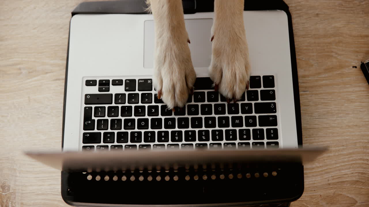 Dog paws on a laptop keyboard