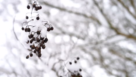 季節的な降雪の後、ベリーの房の周りに積もる雪