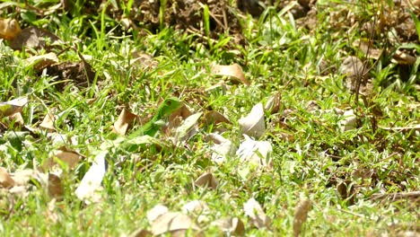 Iguana-Verde-Joven-Sacando-La-Cabeza-De-La-Hierba-Y-Corriendo-Por-El-Suelo-De-Hierba