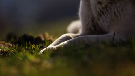 majestic husky walking through an open alpine field at sunset, with breathtaking mountain views and