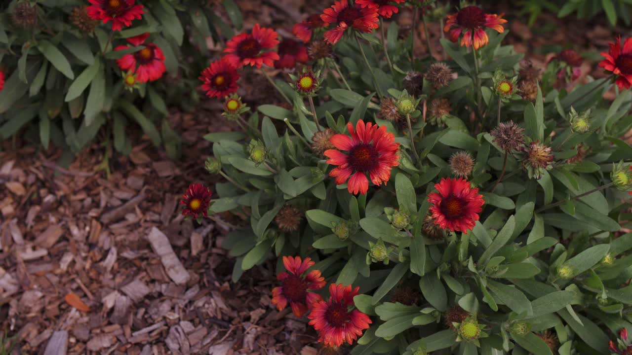 꿀을 위해 한 메사 레드 가일라디아 x 그란디플로라 꽃에서 다른 꽃으로 이동하는 꿀벌 - 클로즈업