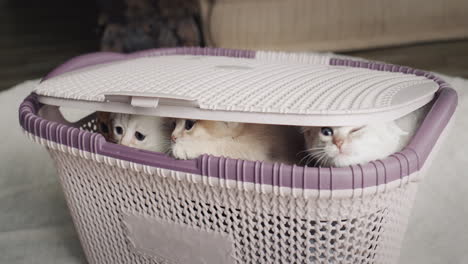 some funny cute kittens peek out of the basket