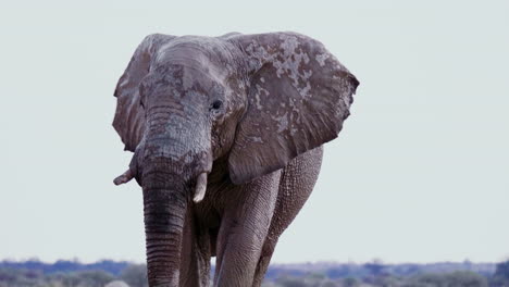 un elefante toro con colmillos rotos caminando en la sabana en nxai pan, botswana - cerrar