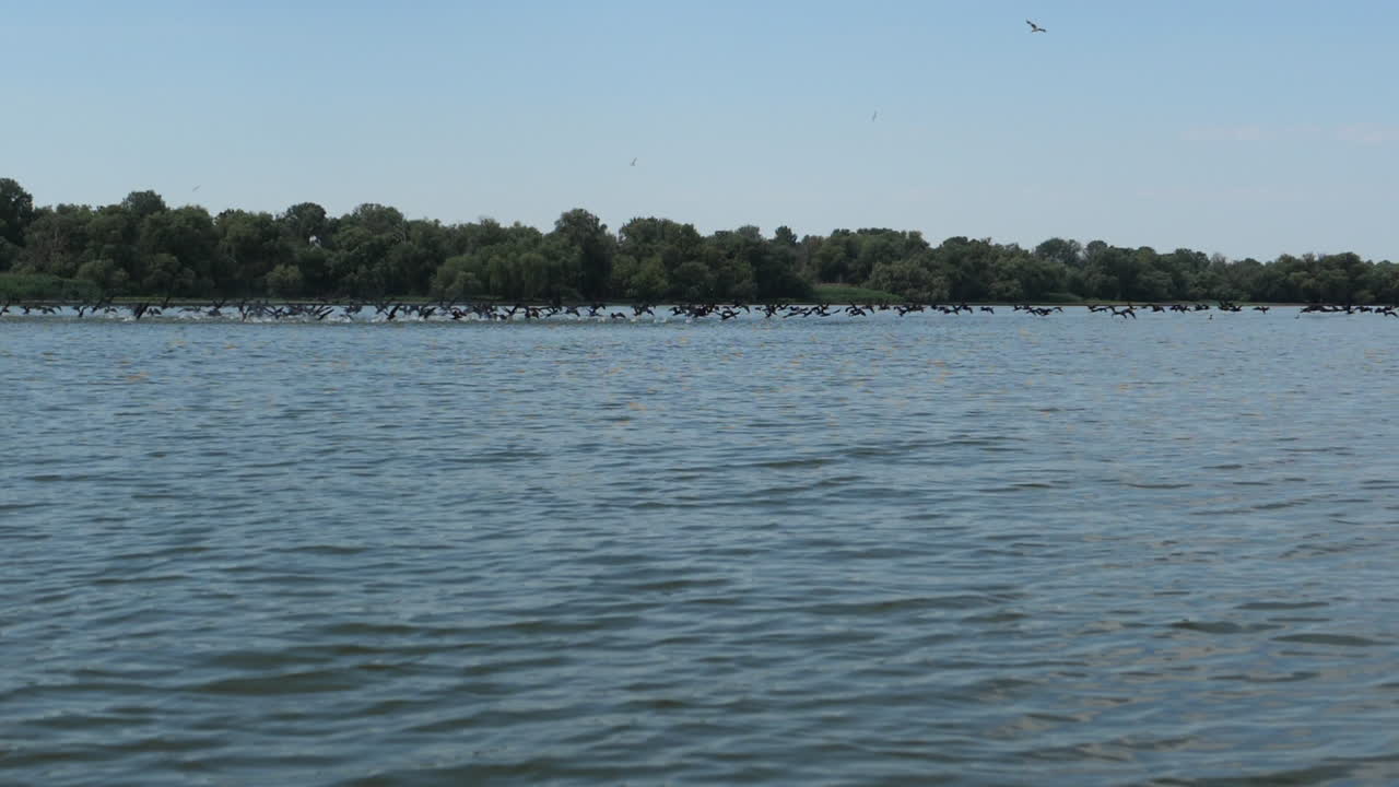 아름다운 호수의 야생 조류