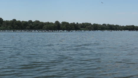 Pájaros-Salvajes-En-Un-Hermoso-Lago