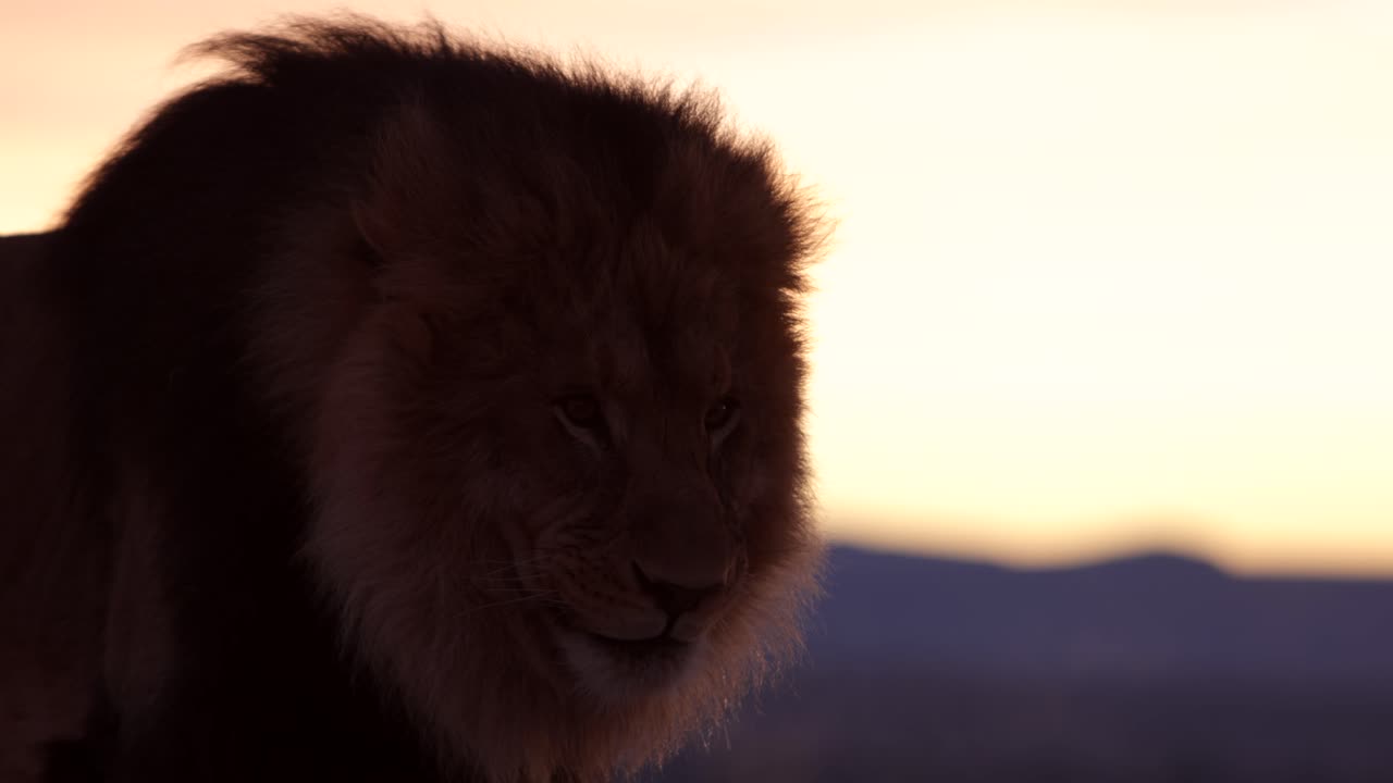 el león lame sus labios al amanecer slomo
