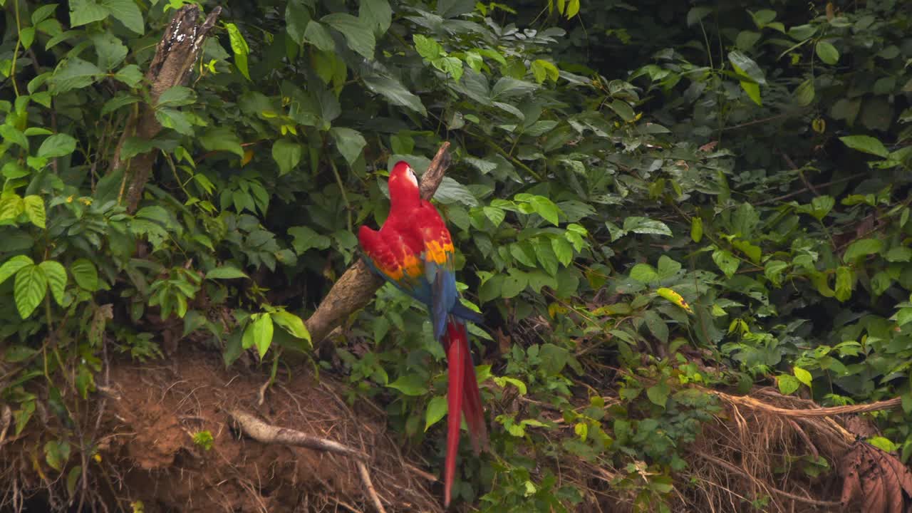 Single Scarlet Macaw doing acrobatics and balancing act on a wooden perch before coming down on the chuncho clay lick to join others