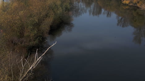 black bird flies down from a tree branch and flies just above the surface of the river