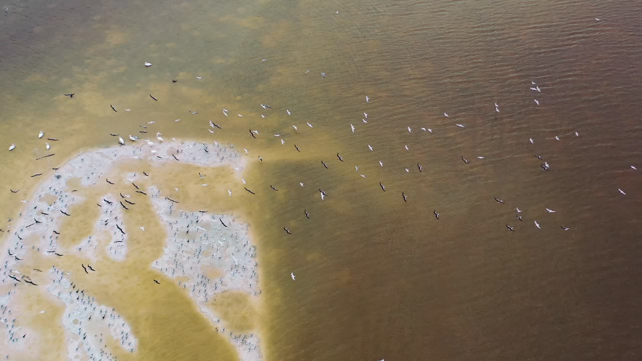 gran bandada de pájaros volando sobre la playa de arena blanca a lo largo de la costa del río marrón en río lagartos, antena arriba hacia abajo