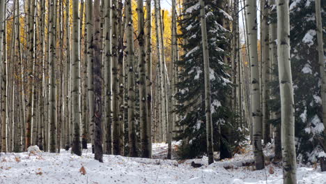 Fallende-Goldene-Blätter,-Kebler-Pass,-Colorado,-Filmisch,-Frostig,-Kalter-Morgen,-Herbst,-Wintersaison,-Kollision,-Erster-Weißer-Schnee,-Rot,-Gelb,-Orange,-Espenbaum,-Wald,-Felsige-Berge,-Atemberaubende-Stille-Bewegung