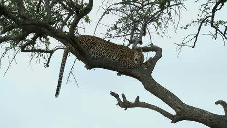 leopard sleeping on a branch, during sunset, maasai mara, kenya