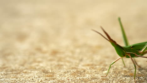 Cerrar-Saltamontes-Verde-Gigante-De-Cara-Inclinada-En-Un-Sendero,-Girar-A-La-Derecha