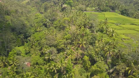 aerial view of palm trees over the forrest of the tegallalang rice terraces in ubud, bali, indonesia.