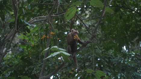 cute capuchin monkey eating flowers while sitting on a branch in the jungle of tayrona park, colombia, south america