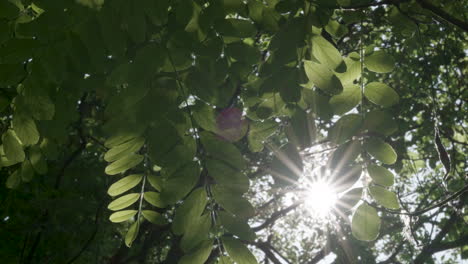 sunlight shining through wind-blown tree leaves
