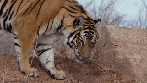 tiger sniffing for scent near rock - medium shot