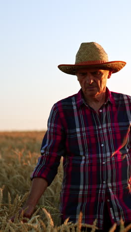 old-aged man in a hat walks by the field up to his waist. skilled farmer strokes ears of corn and then pick one. sunset at backdrop. vertical video