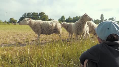 un niño está viendo ovejas lindas en un campo en suecia.