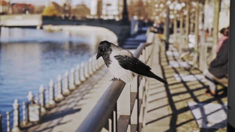 single magpie bird standing on railing by river in city, turning around and flying away