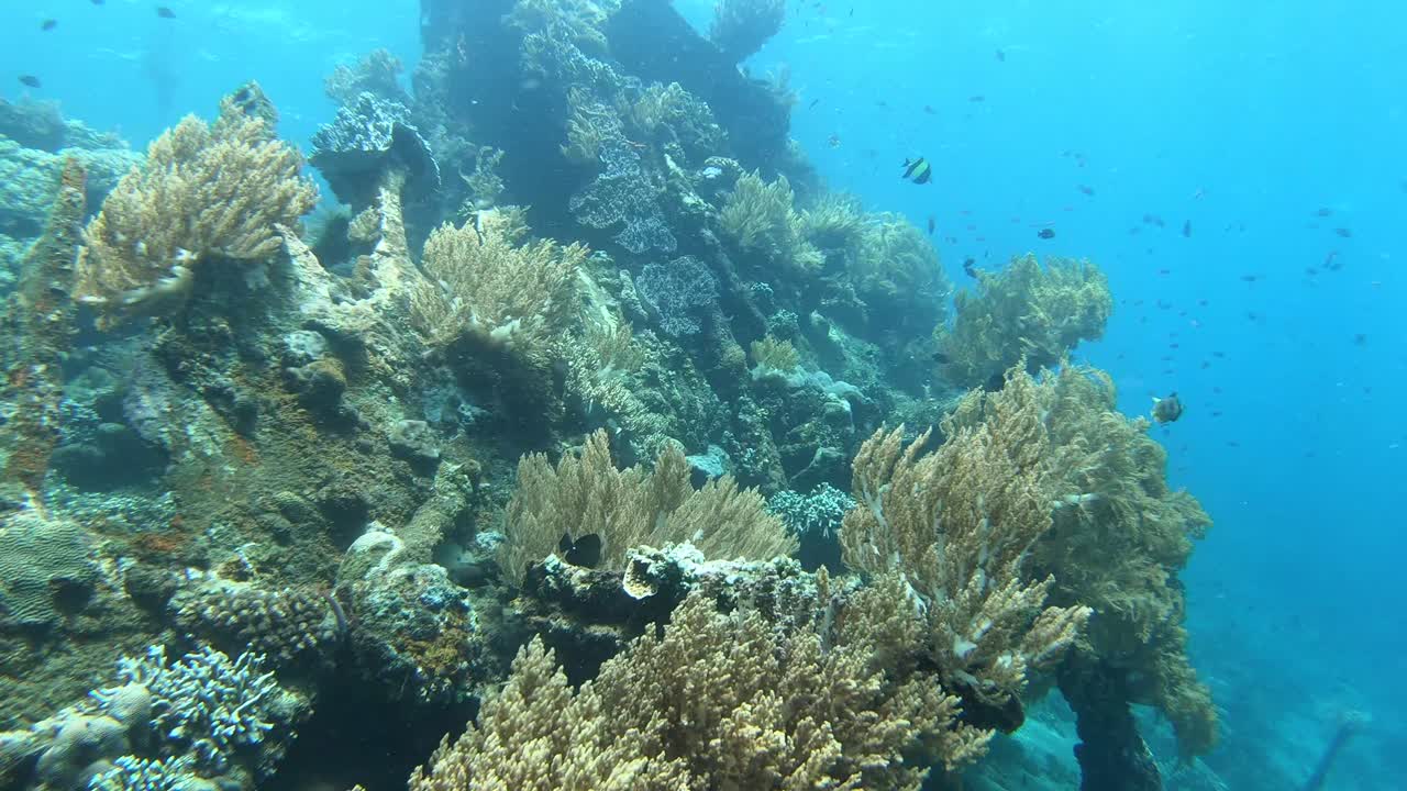 Underwater video of Japanese shipwreck, with coral and fish in Amed, Bali, Indonesia.