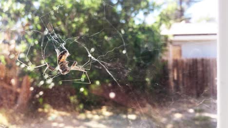 Close-up-of-two-daddy-long-legs-spiders-neatly-wrapping-captured-wasp-in-spider-web-trap-on-a-breezy-warm-day,-with-a-residential-backyard-in-background