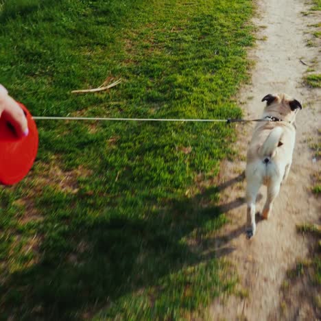 una mujer desentierra un perro - un pug favorito