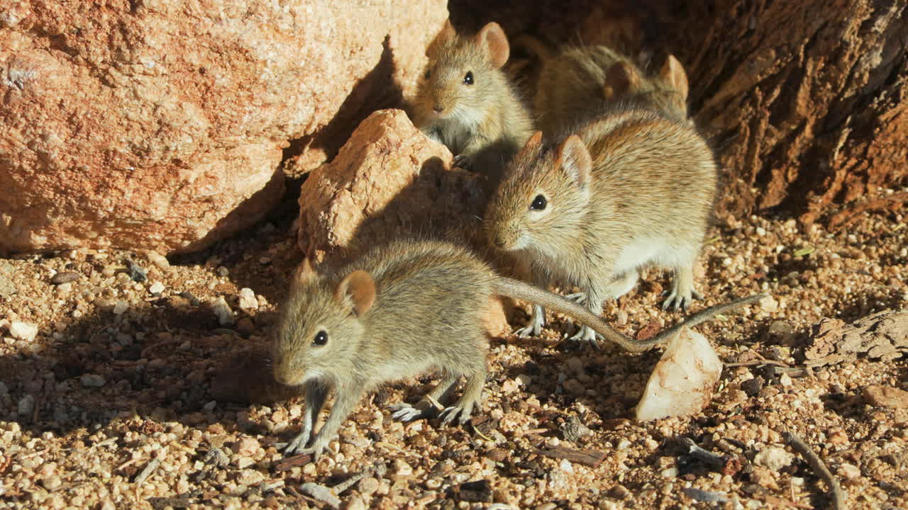 A four-striped grass mouse on dry sandy ground observes its surroundings. Three more mice emerge from a burrow in the background. A fifth mouse approaches from the left.