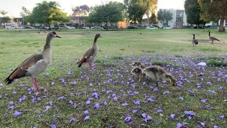 geese eating food from grass