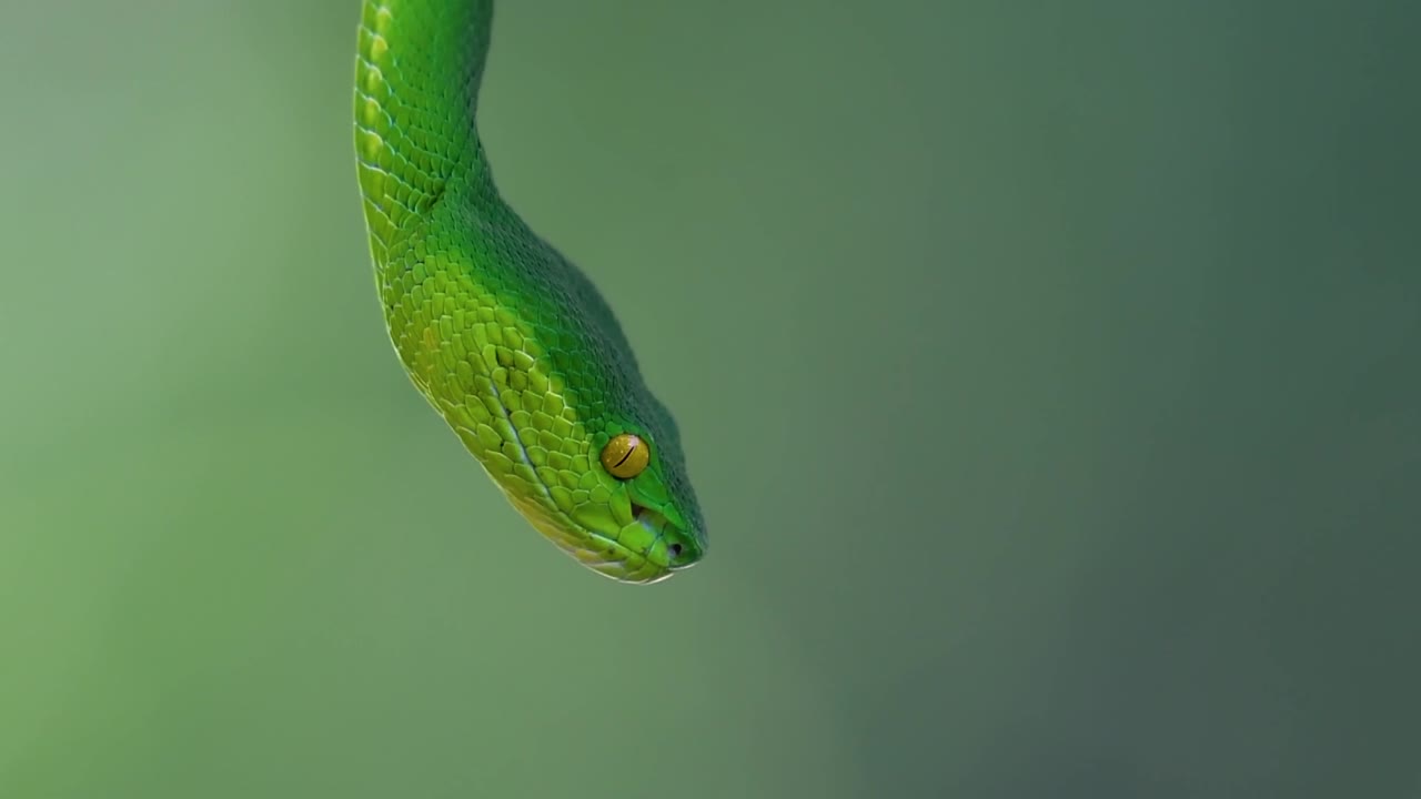 белощекая питвипер - ядовитая питвипер, эндемик юго-восточной азии, часто встречается ночью, поджидая на ветке или сучьях дерева вблизи водоема с большим количеством пищи.