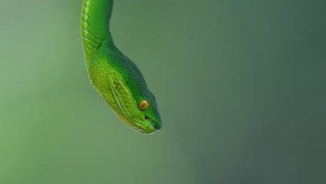 la víbora de labios blancos es una víbora venenosa endémica del sudeste asiático y a menudo se encuentra durante la noche esperando en una rama o rama de un árbol cerca de un cuerpo de agua con muchos alimentos