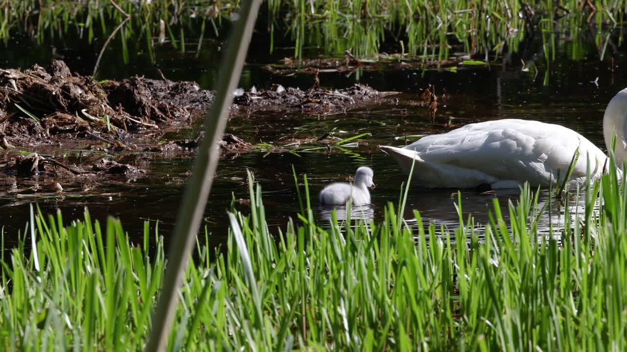 이 있는 호수 물 에서 작은 새끼 들 과 함께 수영 하는 어머니 백조 의 손잡이 사진