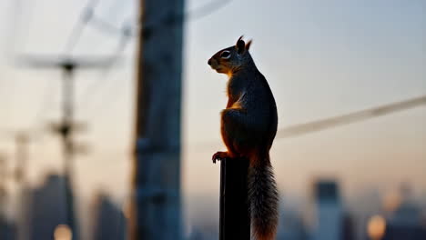 squirrel on a pole at sunset