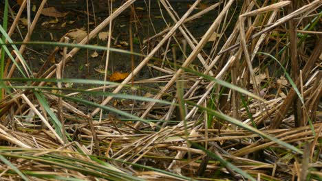 dos pájaros corriendo en un humedal con juncos secos - tiro estático