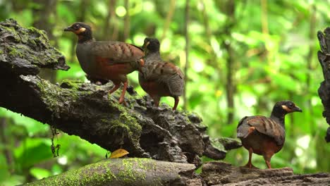 tres pájaros perdiz de vientre de castaño estaban festejando y disfrutando de una comida juntos en una rama de musgo