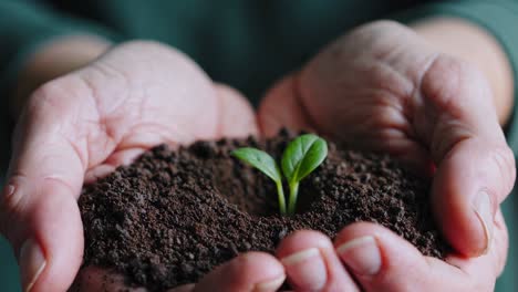 hands holding a small plant