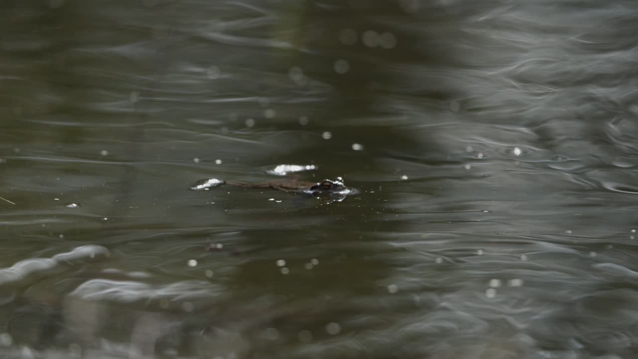 Frog Swimming in Pond