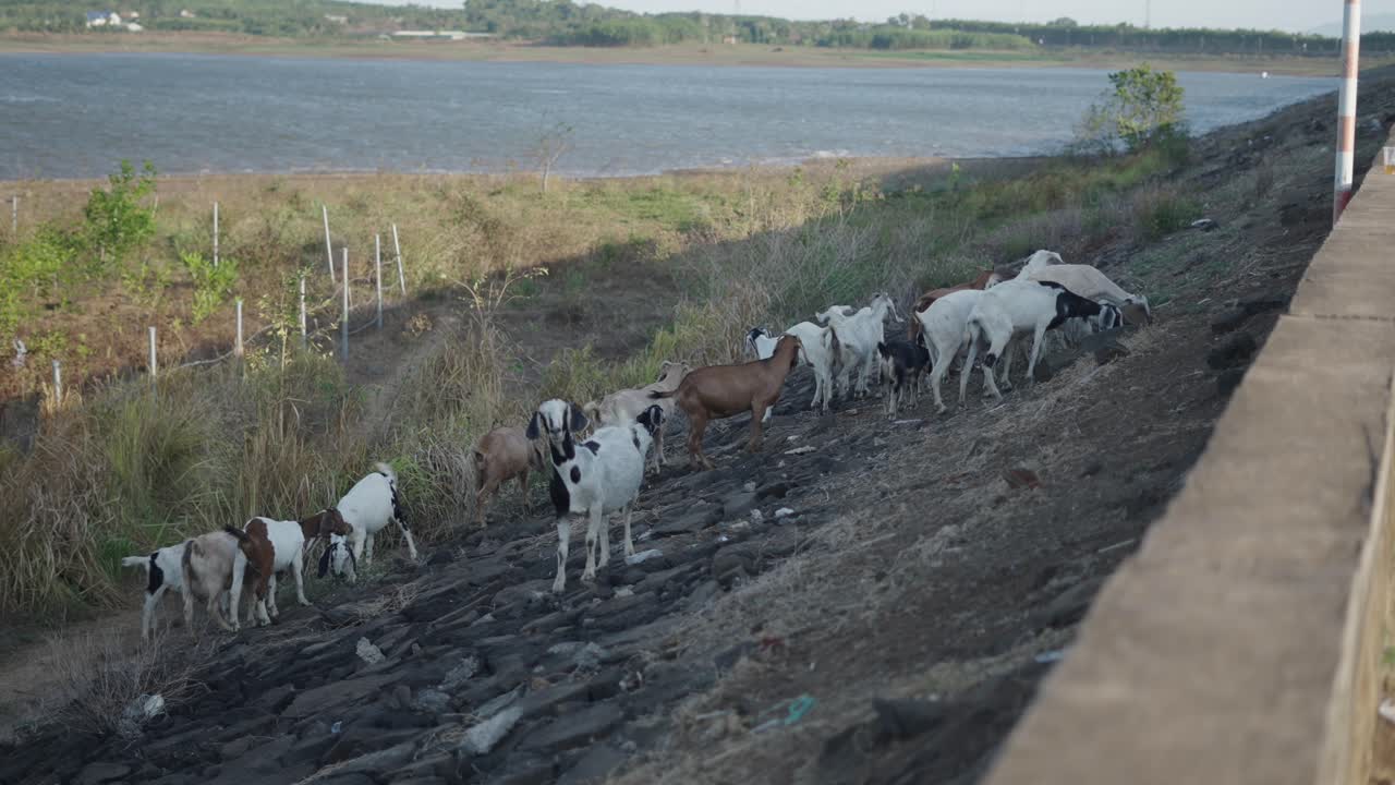 Goats grazing near a dam